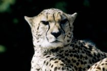 Вид гепарда со смещенным фоном — стоковое фото