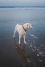 Cão boxer branco olhando para longe em Venice Beach, Califórnia, EUA — Fotografia de Stock