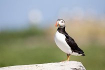 Pássaro de puffin atlântico em pedra — Fotografia de Stock
