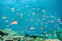 Fishes swimming off sipadan island — Stock Photo