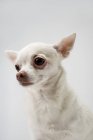 Close up shot of chihuahua dog head — Stock Photo