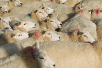 Rebaño de ovejas a la luz del sol - foto de stock
