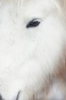 Close up de olho de cavalo peludo branco — Fotografia de Stock