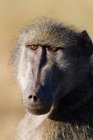 Retrato de babuíno de Chacma, Parque Nacional Kruger, África — Fotografia de Stock