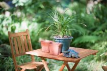 Planta envasada com vasos e luvas na mesa no quintal — Fotografia de Stock