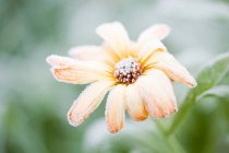 Мороз на оранжевом цветке — стоковое фото