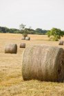 Тюки сена, помещенные в поле — стоковое фото