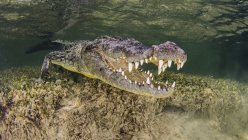 Американский крокодил на морском дне — стоковое фото