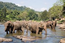 Стадо слонів під час поливу лунки з зеленими деревами і блакитним небом — стокове фото