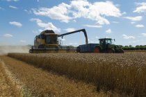 Thresher harvesting wheat on field — Stock Photo