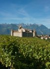 Castillo medieval y viñedos - foto de stock