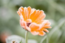 Мороз на оранжевом цветке — стоковое фото