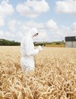 Cientista examinando grãos no campo de cultivo — Fotografia de Stock