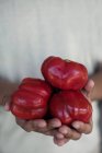 Руки держат помидоры — стоковое фото