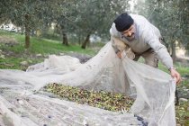 Alter Mann erntet Oliven — Stockfoto