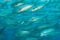 Escolarización de peces nadando bajo agua azul - foto de stock