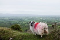 Red spray painted sheep on hillside — Stock Photo