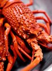 Cooked lobster head — Stock Photo
