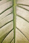 Close up pattern on a leaf — Stock Photo