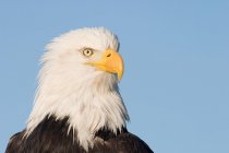 Bald eagle head with blue sky — Stock Photo