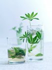 Ervas em copos de água — Fotografia de Stock