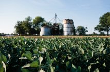 Soybeans and grain elevator — Stock Photo