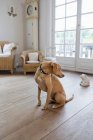 Hund sitzt auf Wohnzimmer — Stockfoto