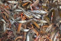 Ассортимент рыбы и моллюсков, полная рама — стоковое фото