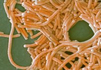 Легионелла бактерій з масштабованого правило — стокове фото