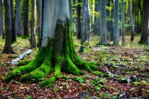 Musgo verde en las raíces de los árboles en el bosque - foto de stock