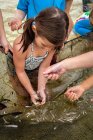 High angle view of girl collecting small fish from fishing net, Sanibel Island, Pine Island Sound, Florida, USA — Stock Photo