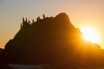 Sagome di uccelli sulla roccia al tramonto retroilluminato — Foto stock