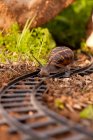 Snail moving along train tracks — Stock Photo