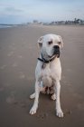 Portrait of white boxer dog sitting on Venice Beach, California, USA — Stock Photo