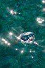 Portuguese Man of war swimming in reflecting turquoise water — Stock Photo
