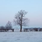 Bare tree in winter field — Stock Photo