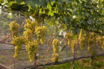 Grapes on vines in vineyard — Stock Photo