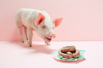 Piglet looking at plate of sausages in studio — Stock Photo
