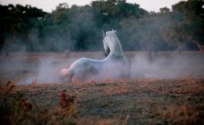 Promenade à cheval dans la prairie brumeuse — Photo de stock
