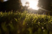 Vue de niveau de surface de l'herbe avec des rayons de soleil — Photo de stock