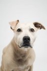 Close up shot of pitbull terrier — Stock Photo