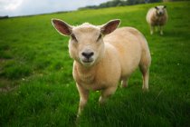 Овцы в сельской местности — стоковое фото