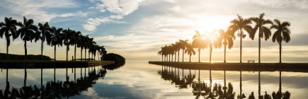 Palmen über spiegelndem Wasser — Stockfoto