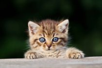 Kitten peeking over fence and looking at camera — Stock Photo