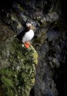 Puffin perched on steep rock face — Stock Photo