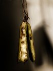Close-up view of broad beans hanging on a string, selective focus — Stock Photo