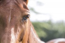 Close up shot of horse eye in sunlight — Stock Photo