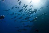 Скуба - дайвер підходить до великої школи шовкових акул (Carcharhinus falciformis), Roca Partida, Revillagigedo, Mexico — стокове фото