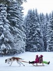 Dog pulling children on sled in snow — Stock Photo