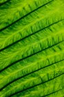 Veins detail in leaf — Stock Photo